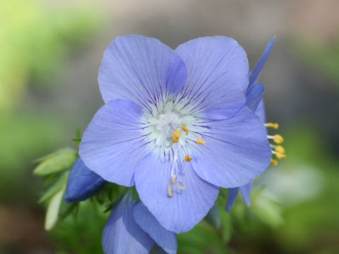 Polemonium caeruleum ssp. yezoense var. nipponicum