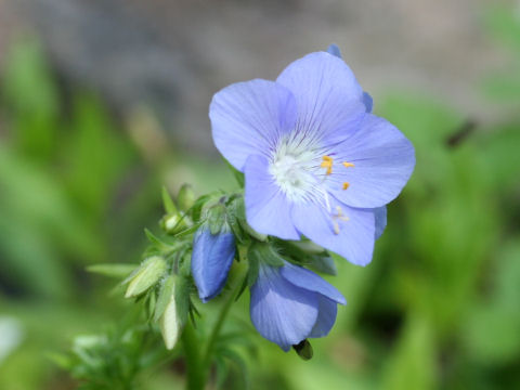 Polemonium caeruleum ssp. yezoense var. nipponicum