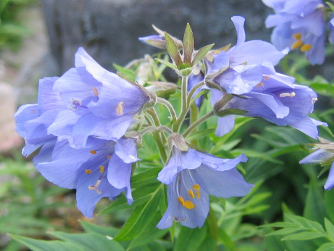 Polemonium caeruleum ssp. yezoense var. nipponicum