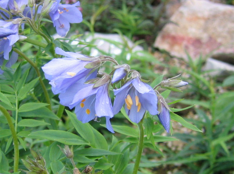 Polemonium caeruleum ssp. yezoense var. nipponicum