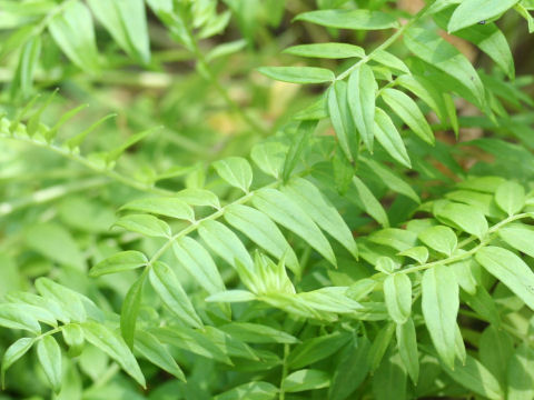 Polemonium caeruleum ssp. yezonense var. nipponicum