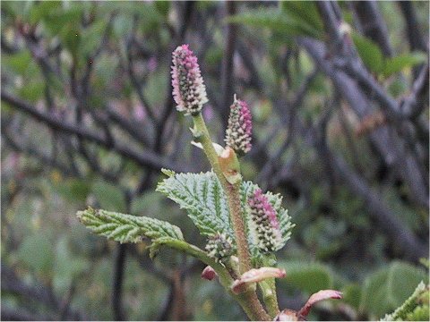 Alnus maximowiczii