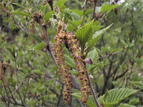 Alnus maximowiczii