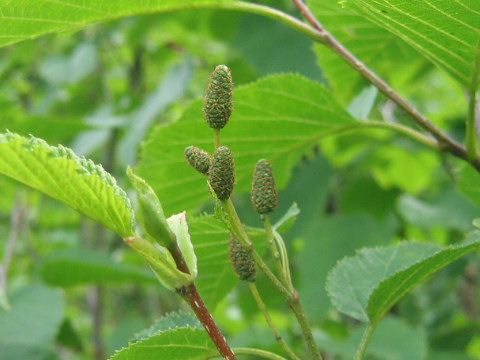 Alnus maximowiczii