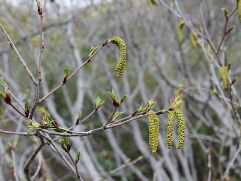 Alnus maximowiczii