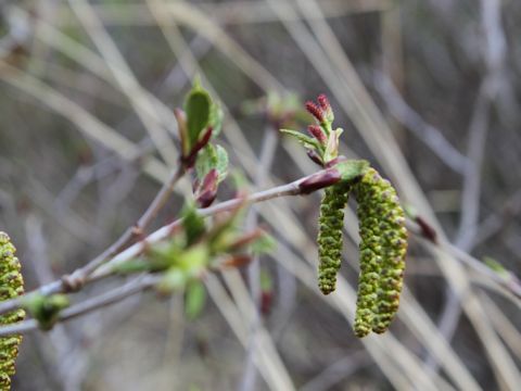 Alnus maximowiczii