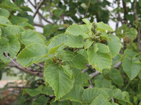 Alnus maximowiczii