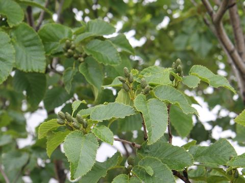 Alnus maximowiczii