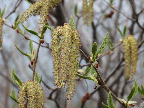 Alnus maximowiczii