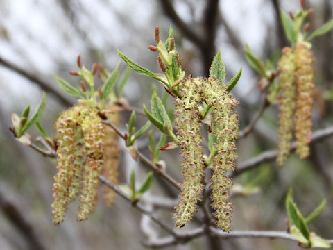 Alnus maximowiczii