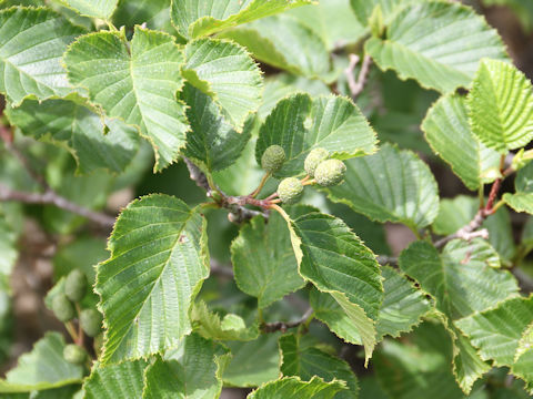 Alnus maximowiczii