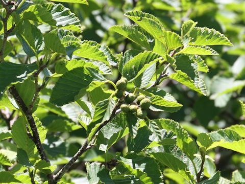 Alnus maximowiczii