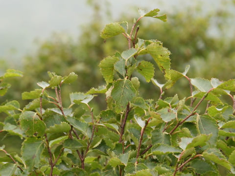 Alnus maximowiczii