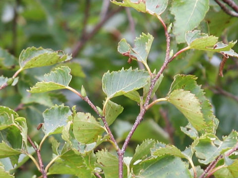 Alnus maximowiczii