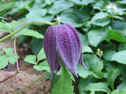 Clematis ochotensis