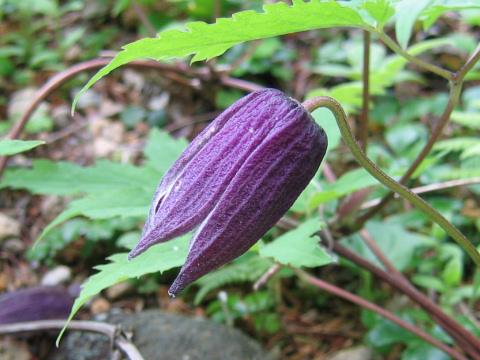 Clematis ochotensis