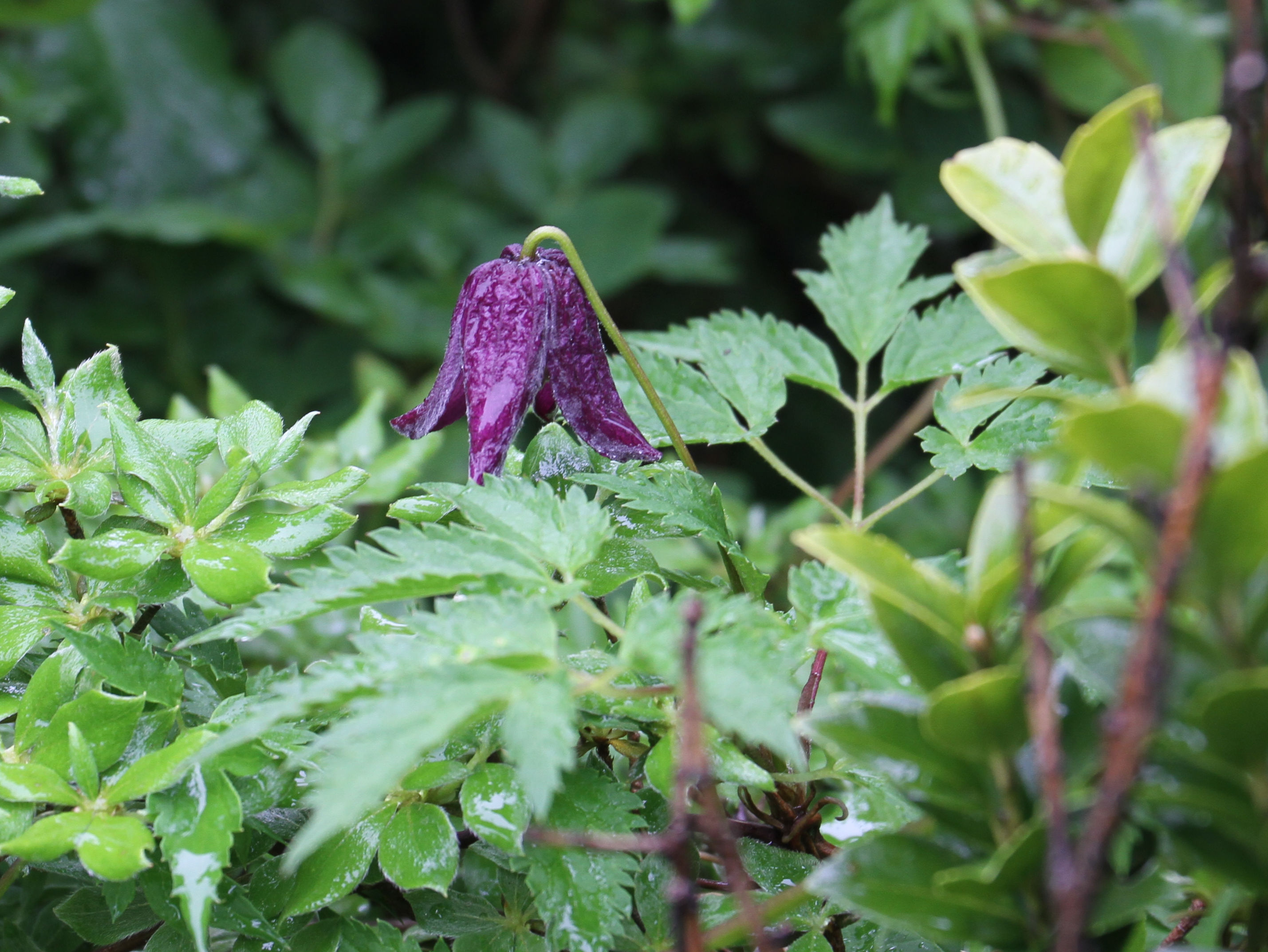 Clematis ochotensis