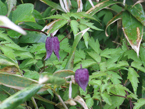 Clematis ochotensis