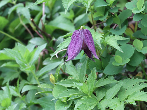 Clematis ochotensis