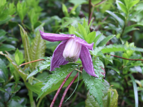 Clematis ochotensis