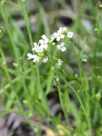 Arabis lyrata var. kamtschatica