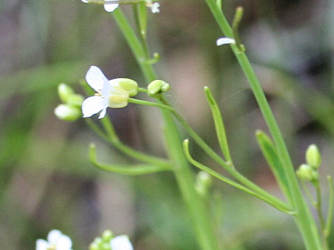 Arabis lyrata var. kamtschatica