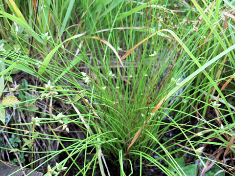 Scirpus hondoensis