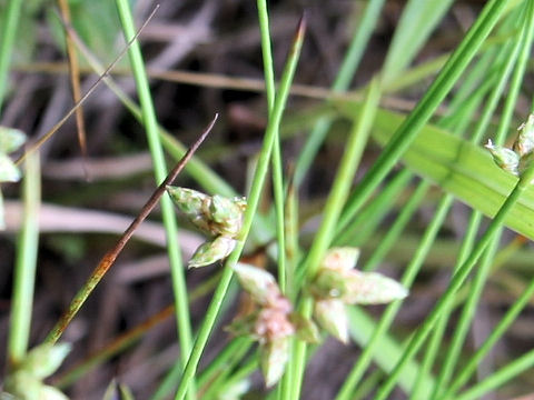 Scirpus hondoensis