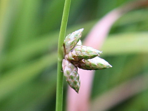 Scirpus hondoensis