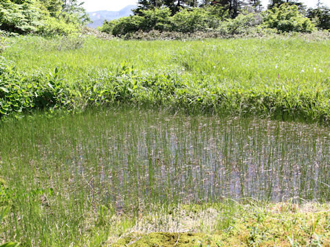 Scirpus hondoensis