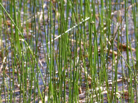 Scirpus hondoensis