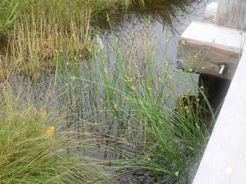 Scirpus hondoensis