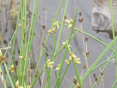 Scirpus hondoensis