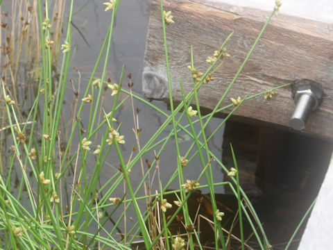 Scirpus hondoensis