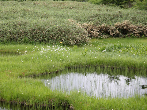 Scirpus hondoensis