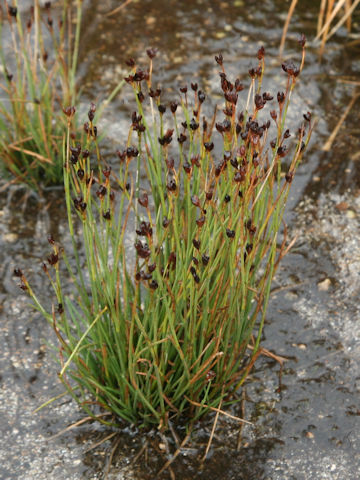 Juncus kamschatcensis