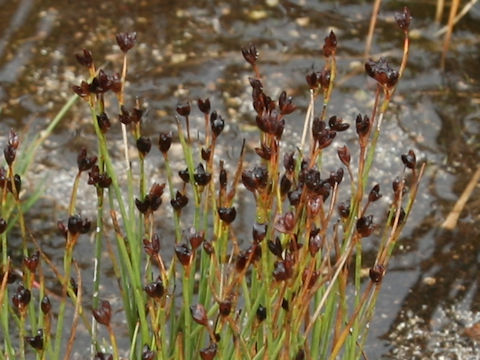 Juncus kamschatcensis