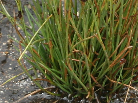 Juncus kamschatcensis