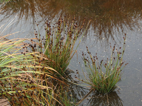 Juncus kamschatcensis