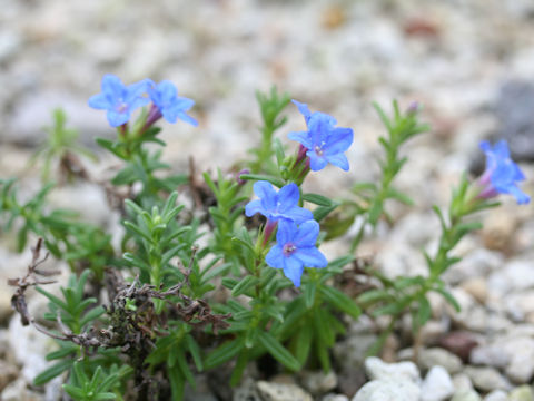 Lithospermum diffusum