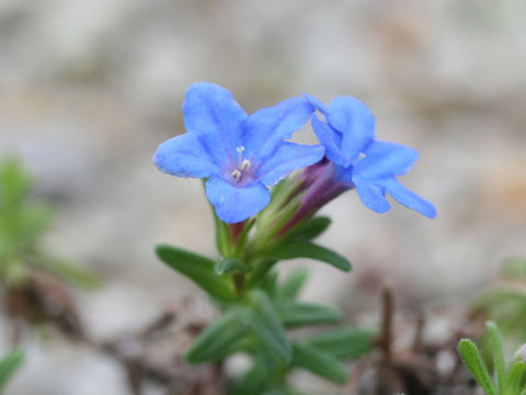 Lithospermum diffusum