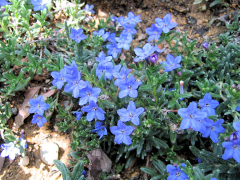 Lithospermum diffusum