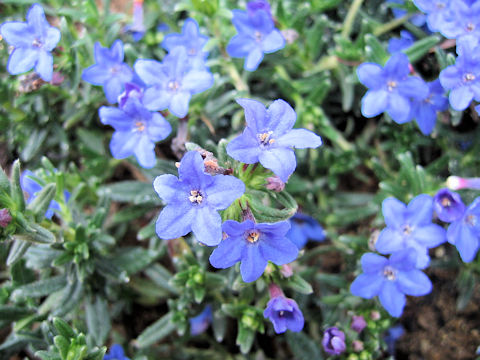 Lithospermum diffusum