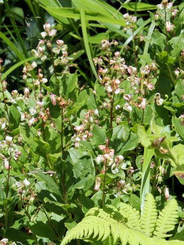 Cladothamnus bracteatus