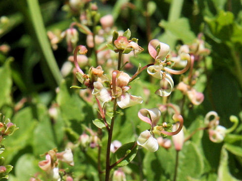 Cladothamnus bracteatus