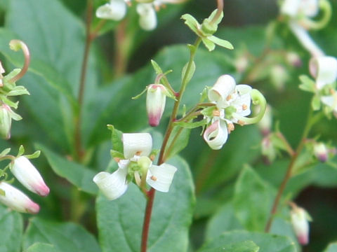 Cladothamnus bracteatus