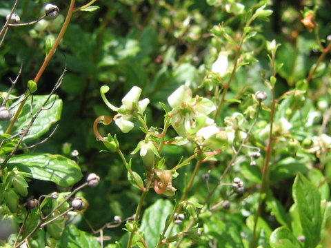 Cladothamnus bracteatus