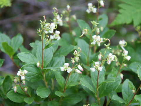 Cladothamnus bracteatus