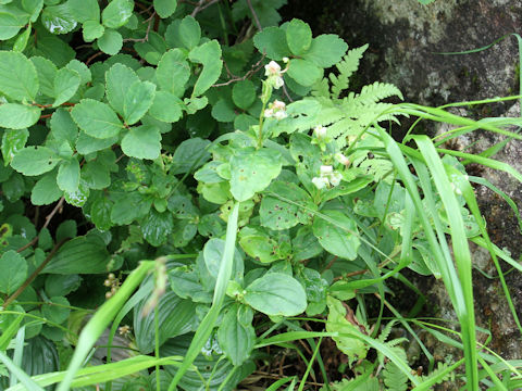 Cladothamnus bracteatus