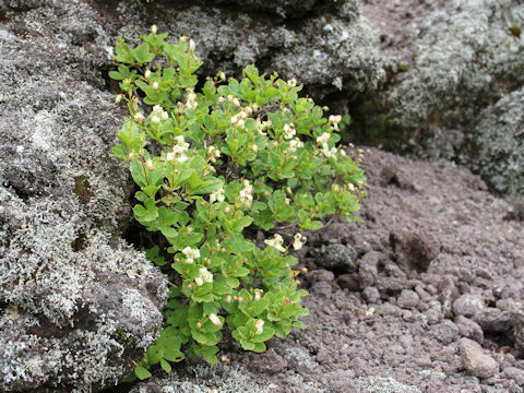 Cladothamnus bracteatus